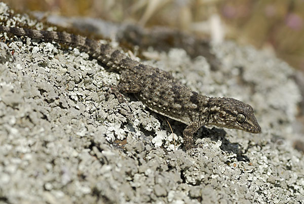 Mauergecko (Tarentola mauretanica)