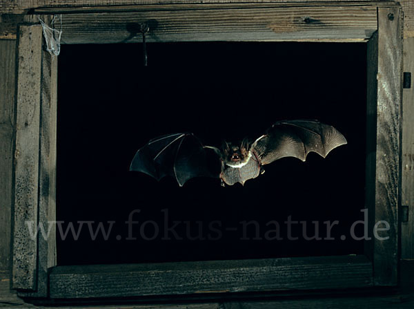 Mausohr (Myotis myotis)