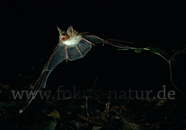 Mausohr (Myotis myotis)