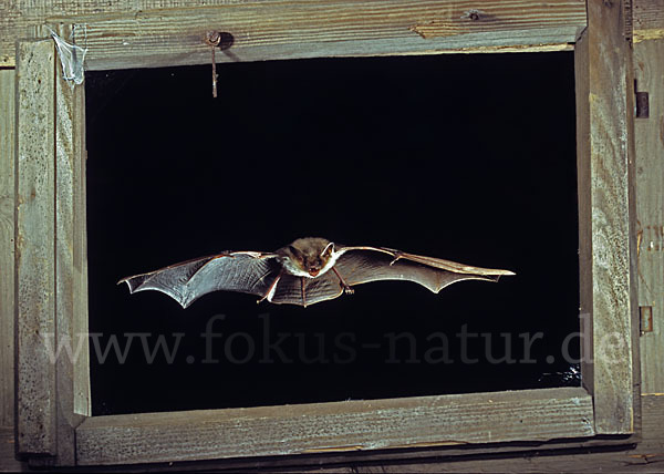 Mausohr (Myotis myotis)