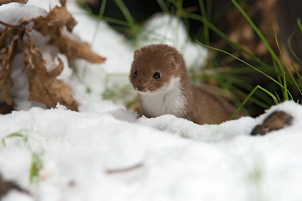 Mauswiesel (Mustela nivalis)