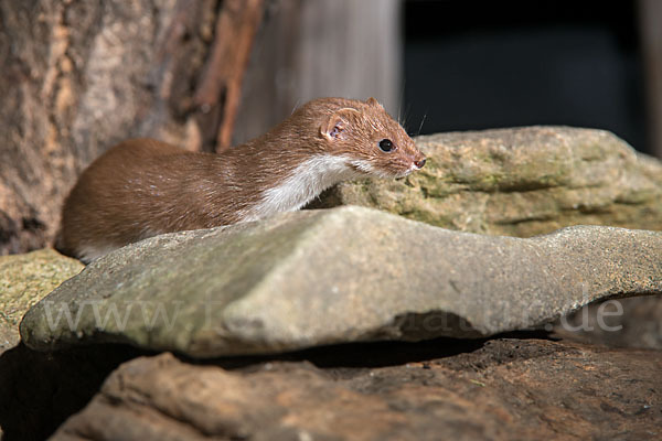 Mauswiesel (Mustela nivalis)