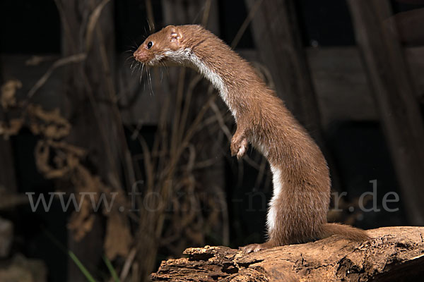 Mauswiesel (Mustela nivalis)