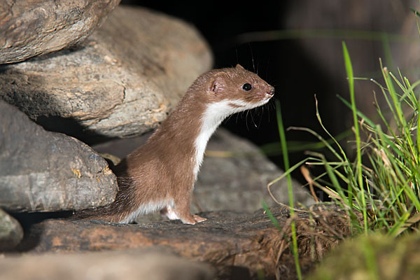 Mauswiesel (Mustela nivalis)