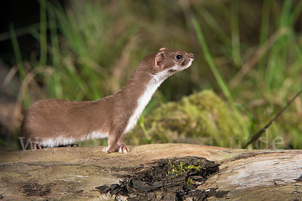 Mauswiesel (Mustela nivalis)