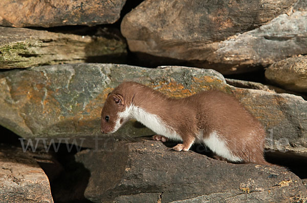 Mauswiesel (Mustela nivalis)