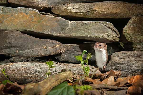 Mauswiesel (Mustela nivalis)