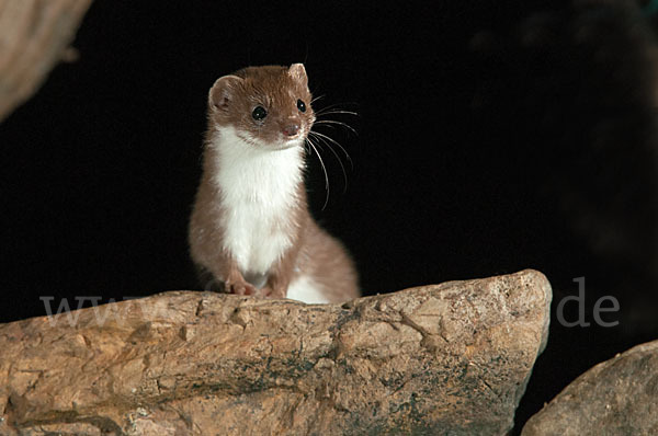 Mauswiesel (Mustela nivalis)