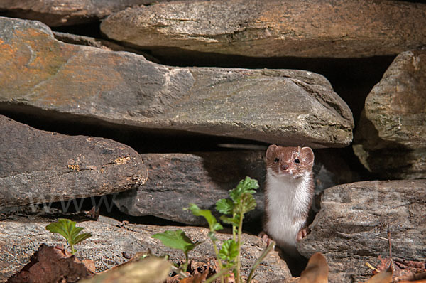 Mauswiesel (Mustela nivalis)