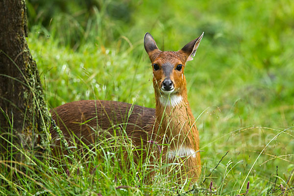 Menelik's Buschbock (Tragelaphus scriptus meneliki)