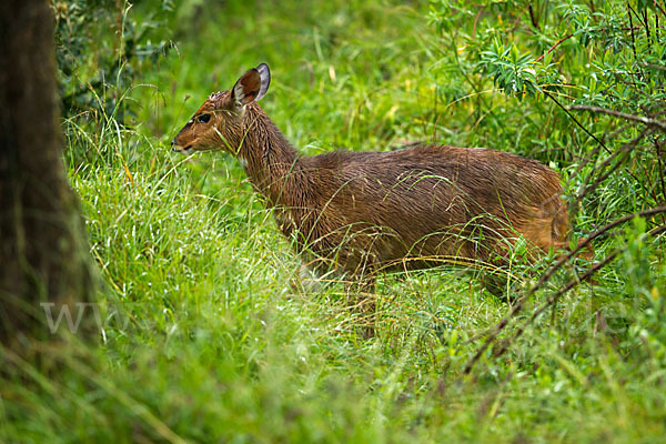 Menelik's Buschbock (Tragelaphus scriptus meneliki)