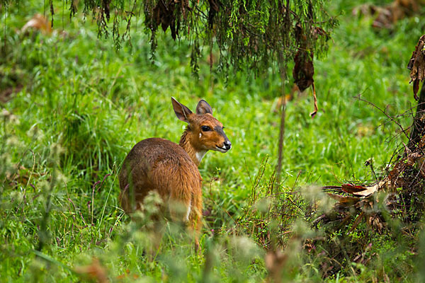 Menelik's Buschbock (Tragelaphus scriptus meneliki)