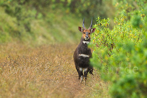 Menelik's Buschbock (Tragelaphus scriptus meneliki)