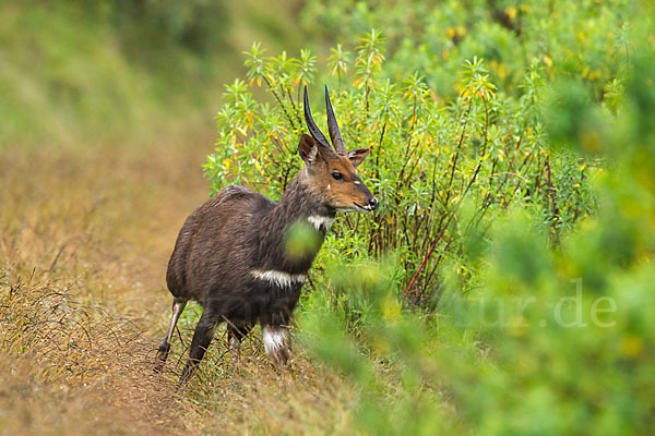 Menelik's Buschbock (Tragelaphus scriptus meneliki)