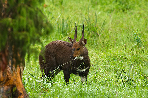 Menelik's Buschbock (Tragelaphus scriptus meneliki)