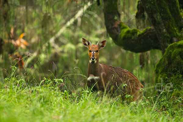 Menelik's Buschbock (Tragelaphus scriptus meneliki)