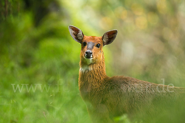 Menelik's Buschbock (Tragelaphus scriptus meneliki)