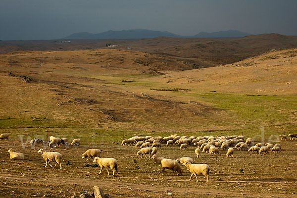 Merinoschaf (Ovis gmelini aries sspec.3)