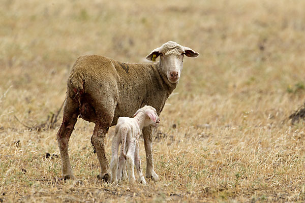 Merinoschaf (Ovis gmelini aries sspec.3)