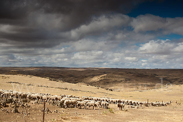 Merinoschaf (Ovis gmelini aries sspec.3)