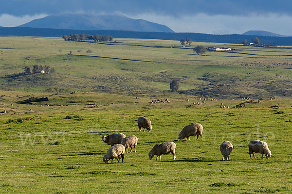 Merinoschaf (Ovis gmelini aries sspec.3)