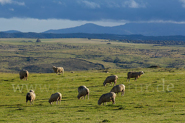 Merinoschaf (Ovis gmelini aries sspec.3)