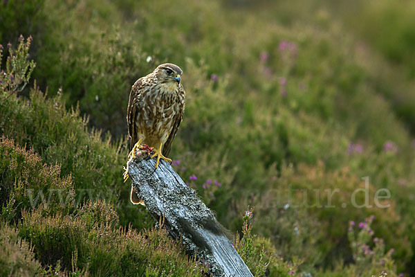 Merlin (Falco columbarius)