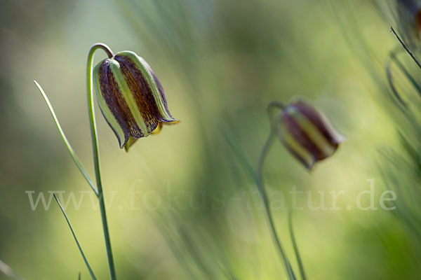 Messina-Schachblume (Fritillaria messanensis)