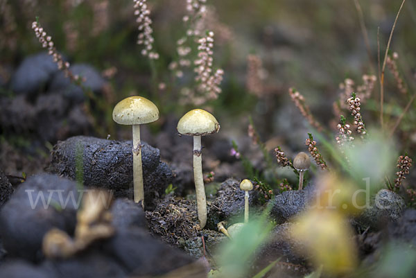 Mistliebender Kahlkopf (Psilocybe coprophila)