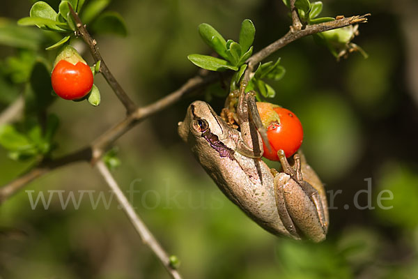 Mittelmeerlaubfrosch (Hyla meridionalis)