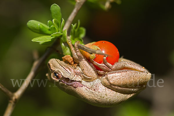 Mittelmeerlaubfrosch (Hyla meridionalis)