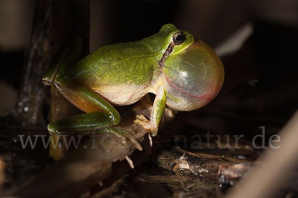 Mittelmeerlaubfrosch (Hyla meridionalis)