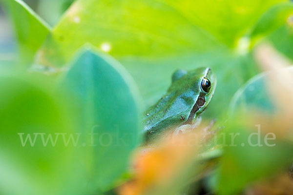 Mittelmeerlaubfrosch (Hyla meridionalis)