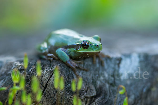 Mittelmeerlaubfrosch (Hyla meridionalis)