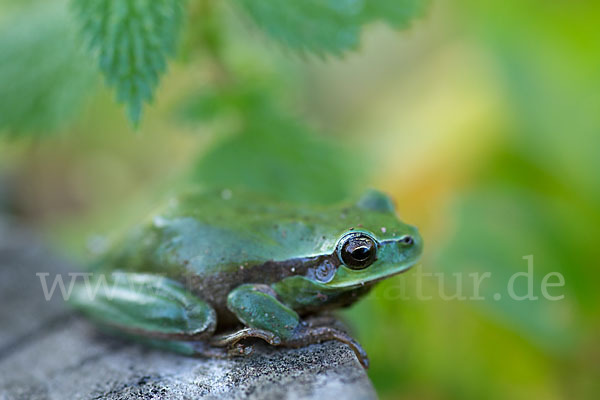 Mittelmeerlaubfrosch (Hyla meridionalis)