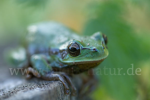 Mittelmeerlaubfrosch (Hyla meridionalis)