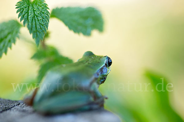 Mittelmeerlaubfrosch (Hyla meridionalis)