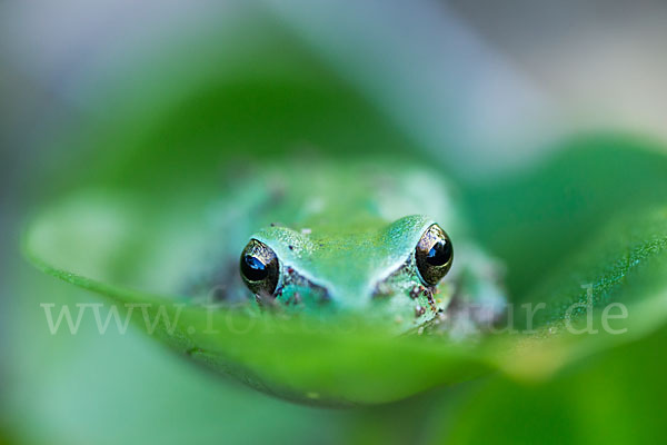 Mittelmeerlaubfrosch (Hyla meridionalis)