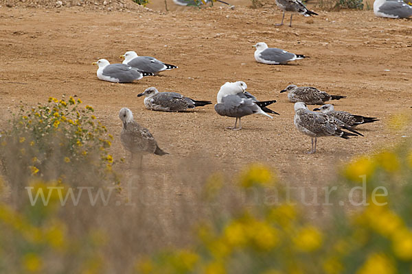 Mittelmeermöwe (Larus michahellis)