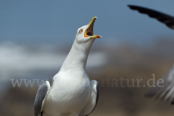 Mittelmeermöwe (Larus michahellis)