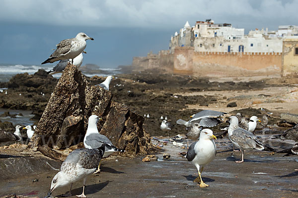 Mittelmeermöwe (Larus michahellis)