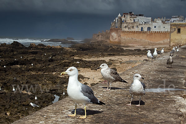 Mittelmeermöwe (Larus michahellis)