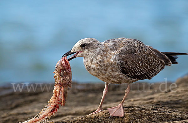 Mittelmeermöwe (Larus michahellis)