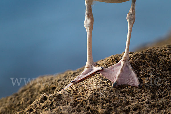 Mittelmeermöwe (Larus michahellis)