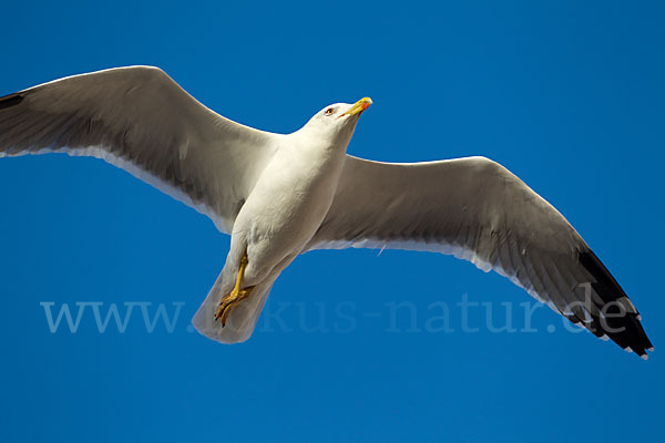 Mittelmeermöwe (Larus michahellis)