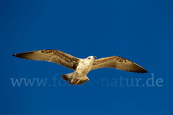 Mittelmeermöwe (Larus michahellis)