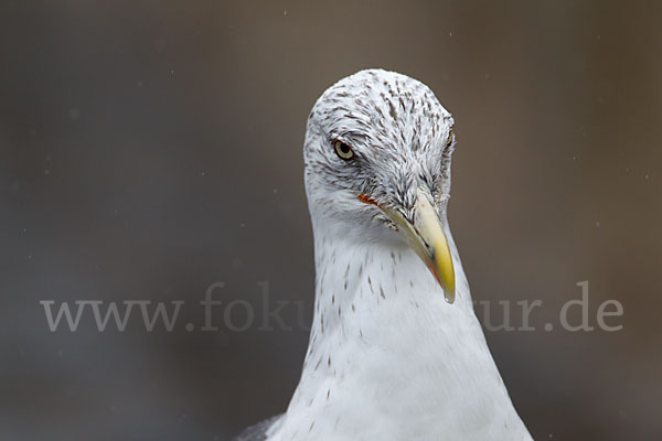 Mittelmeermöwe (Larus michahellis)