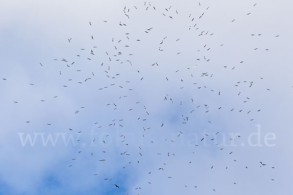 Mittelmeermöwe (Larus michahellis)