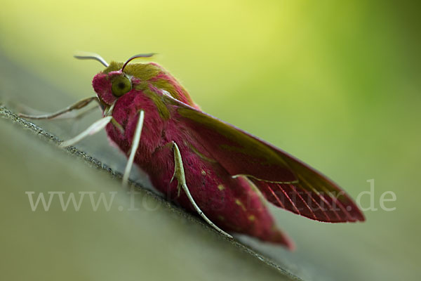 Mittlerer Weinschwärmer (Deilephila elpenor)