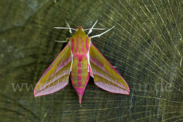 Mittlerer Weinschwärmer (Deilephila elpenor)